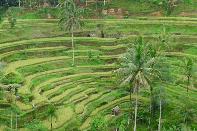3 Days Sightseeing to the Famous Place in Bali - Who This Tour Suits Best