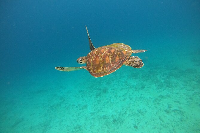 All Inclusive Snorkeling at Blue Lagoon with Lunch - Two reef stops in Padang Bai, Blue Lagoon and Tanjung Jepun