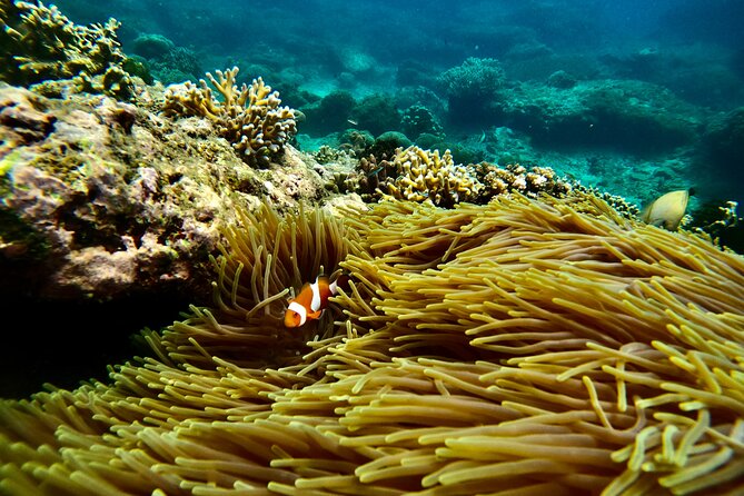 All Inclusive Snorkeling at Blue Lagoon with Lunch - What you might see underwater at each spot