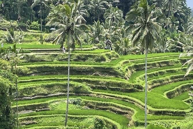 All Inclusive Ubud Cultural and Natural Highlights Tour - Stop 1: Bali Traditional House Gung Aji for real architecture context