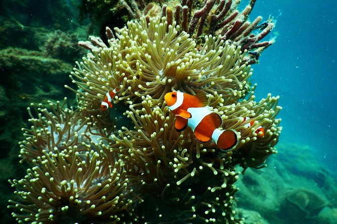 Amazing Blue Lagoon Snorkeling with Private Hotel Transfer - Optional Gate of Heaven or Kanto Lampo: when photos cost time