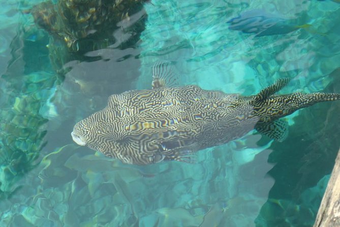 Amazing Blue Lagoon Snorkeling with Private Hotel Transfer - Swim comfort, gear rules, and seasickness tips that prevent bad days