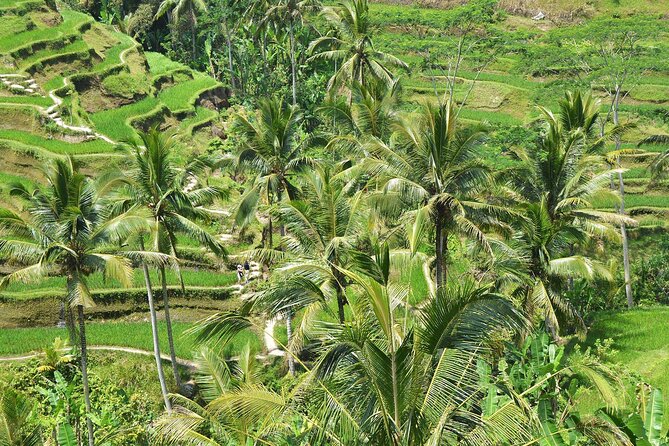 Bali Airport Arrival Transfer and Private Car Charter Combo - Planning Your Day: How to Use the Driver for Better Decisions