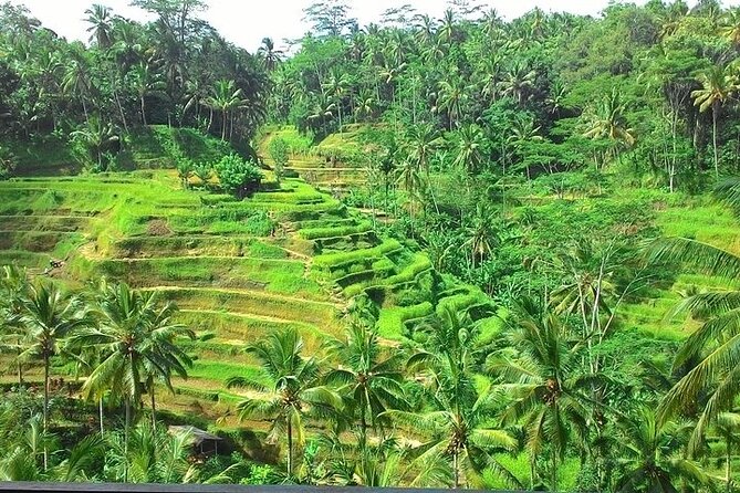 Bali Benoa Shore Excursion for cruise's passenger - All Inclusive - Tegalalang and Ceking rice terraces, plus lunch with a view