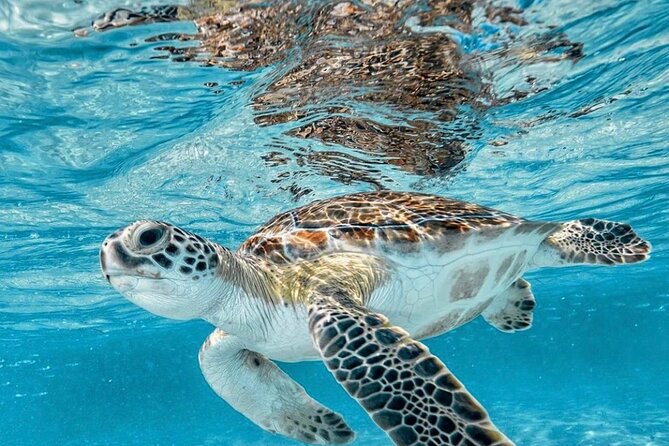 Bali Blue Lagoon Snorkeling with Optional Tour & Activities - Goa Lawah Temple stop: a quick culture break that keeps the day from feeling one-note
