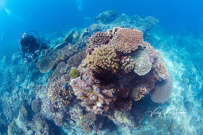 Bali Diving Day Trip-Manta Point/Tulamben Shipwreck-Fun Dive - Small-group coaching: what “3:1” and “up to two per guide” really means