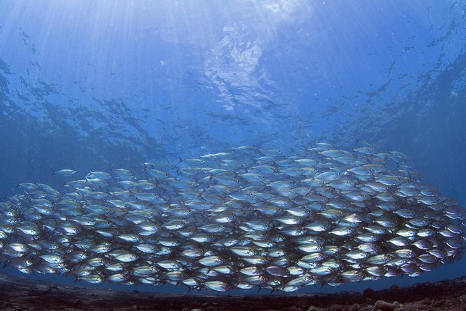 Bali Diving Day Trip-Manta Point/Tulamben Shipwreck-Fun Dive - What you’ll see: coral growth, portholes, and fish traffic
