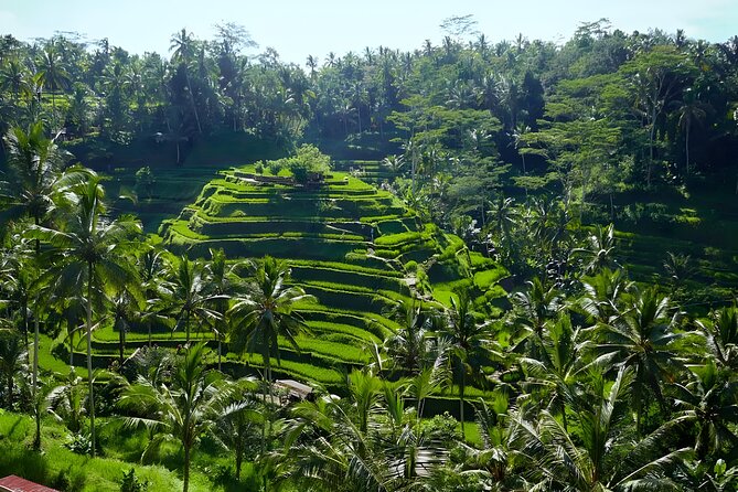 Bali Half Day-Tour: Ubud Night Trip Packages - Tegalalang Rice Terrace at golden hour: timing, views, and the stairs reality