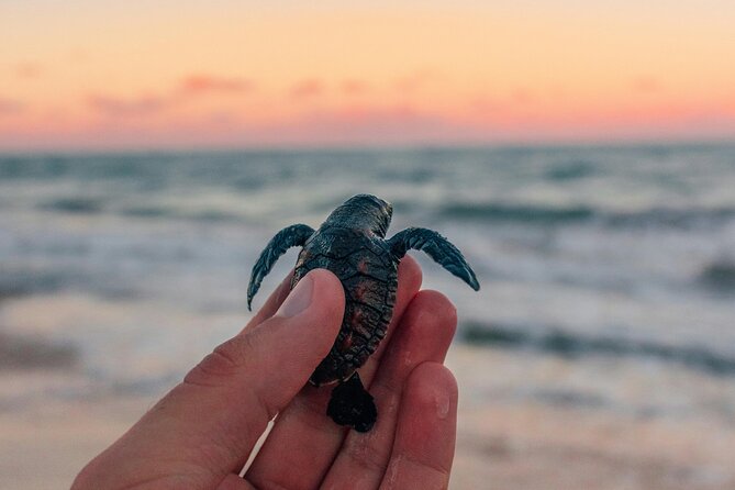 Bali Horse Riding and Turtle Release at Saba Beach - Key highlights worth planning for