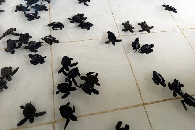 Bali Horse Riding and Turtle Release at Saba Beach - Tegenungan Waterfall: photos, cool air, and a reset