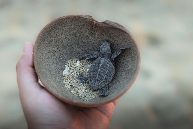 Bali Horse Riding and Turtle Release at Saba Beach - Price and package value: how $64 can work for you