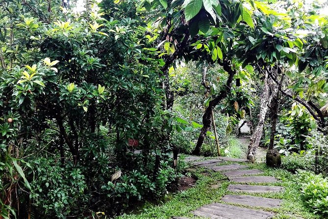 Bali in 1-Day : Rice Terrace, Volcano, Tanah lot - All Inclusive - A One-Day Route With Door Pickup From Seminyak and Nearby Areas