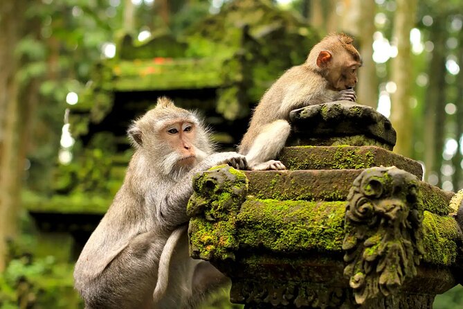 Bali Private Car Charter & Customize Tour With Driver English Speaking-Free WiFi - Waterfall time at Tegenungan and the lake temple at Ulun Danu Beratan