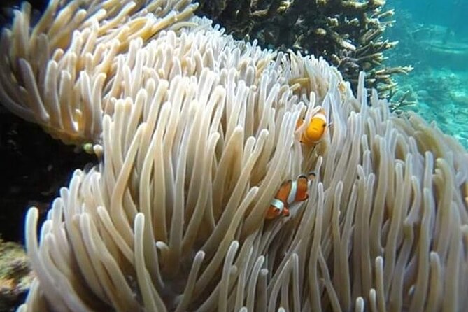 Bali Snorkeling Blue Lagoon with lunch &Optional waterfall Visit - Tanjung Jepun Snorkeling: Your First Swim With Included Gear