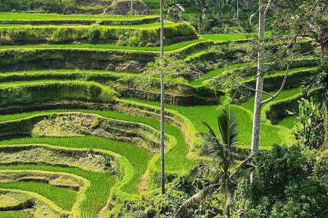 Bali Swing, Monkey Forest and Waterfall Private Tour - Your Best Shot at a Smooth, Photo-Friendly Day