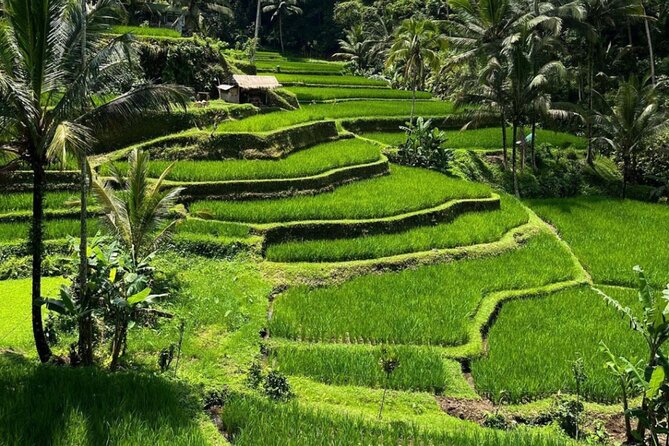 Bali Swing, Monkey Forest and Waterfall Private Tour - Who Should Book This Private Bali Swing, Monkey Forest and Waterfall Tour