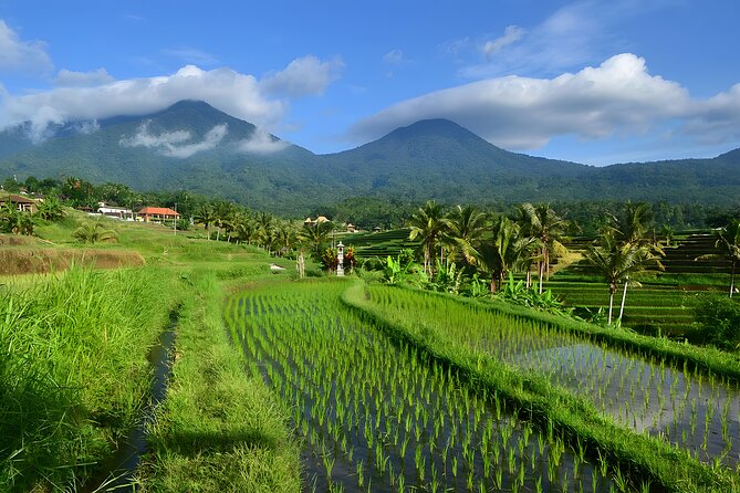 Bali Tour: The Best Way to Explore The Highlight of Bali - Tamblingan Lake: start with high-altitude views and farm country