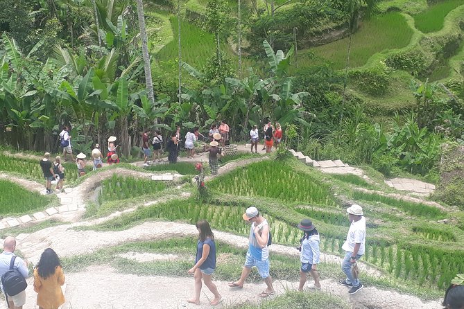 Batur Volcano Sunrise Trekking, Rice Teracce & Bali Coffee Plantation Tour - Batur Volcano sunrise trek: what you’re actually signing up for