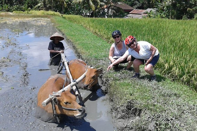 Bike ride in the rice fields, Bali countryside - Bikes, Helmets, and Family-Friendly Options That Actually Help