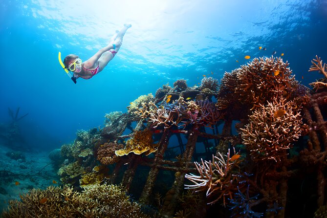 Blue Lagoon Snorkeling - Bali Best Snorkeling Site - From Seminyak, Ubud, and South Bali to Padang Bai