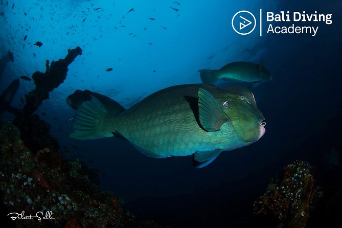 Day Trip Snorkeling in Tulamben - Explore Liberty Wreck (pick up in South Bali) - Quick Hits