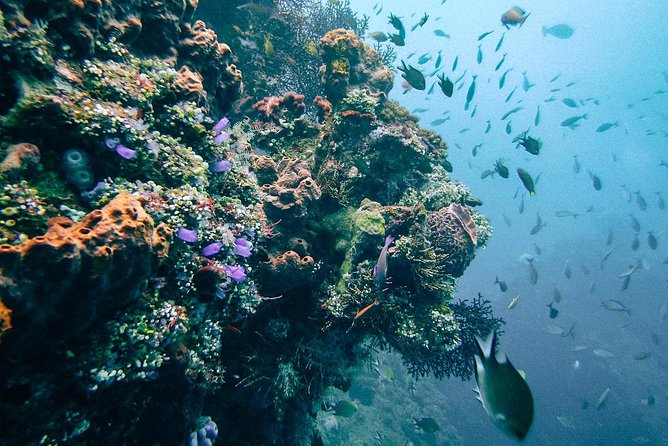 Dive at Tulamben Bali USS Liberty Ship Wreck - Coral, fish, and the metal hull: what you should look for