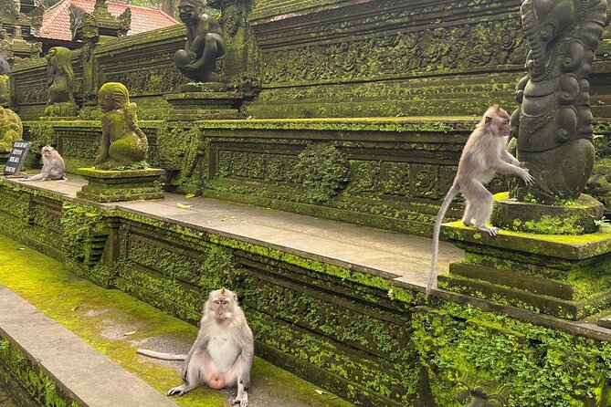 Full Day Best of Ubud Private Tour - Tegalalang Rice Terrace, Walk the Paddies
