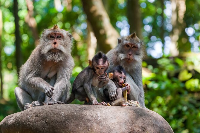 Full Day Best of Ubud Private Tour - Pickup From Seminyak and South Bali, Without the Stress