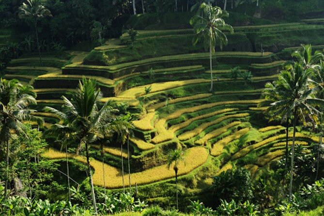 Full Day – Ubud Art Village and Mount Batur Kintamani with Lunch - Ubud icons in one day: Monkey Forest, then Tegalalang rice terraces