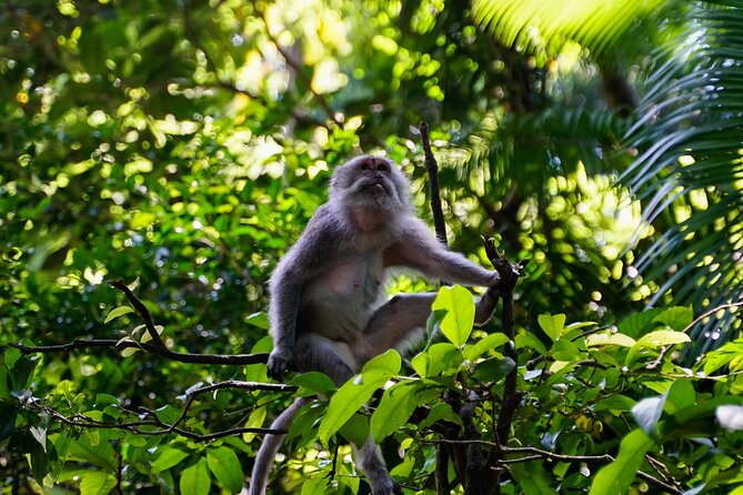 Full Day – Ubud Art Village and Mount Batur Kintamani with Lunch - Kintamani lunch with Mount Batur views, plus the refresh factor