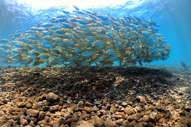 Fun Diving Tulamben Bali - For Certified Divers - Marine life spotting gets better with the right guide
