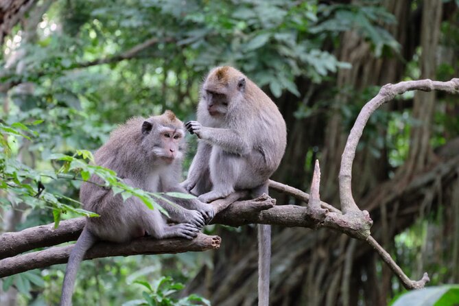 Goa Gajah / Elephant Cave Temple And Ubud Tour - All Inclusive - Stop 3: d’Alas Swing for a jungle-view adrenaline break