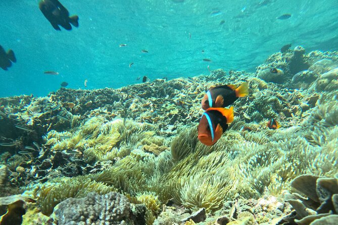 No:#1. Penida Island Tour And Snorkeling With Manta - Departure timing and group size, what that means for you