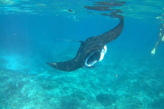 No:#1. Penida Island Tour And Snorkeling With Manta - Price and value: $67.75 and what you’re really buying