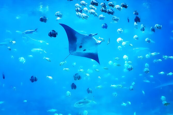 Nusa Penida Island Beach Tour With Snorkeling - Departure From Bali Island - Snorkeling stops: Gamat Bay, Manta Bay, and Crystal Bay