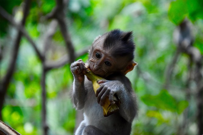Private Customized Trip to Ubud - Tegenungan Waterfall: swim time and photo time