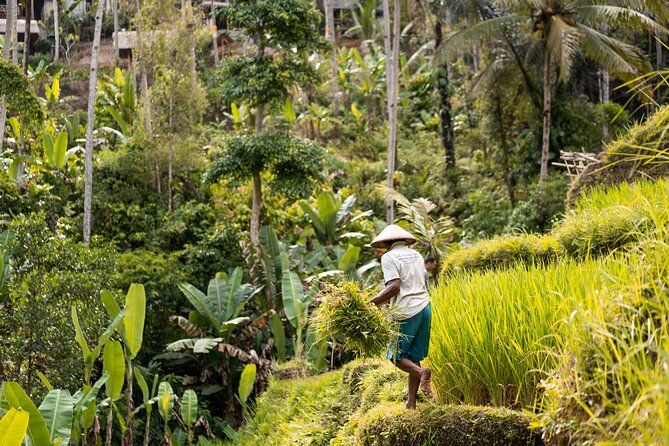 Private Customized Trip to Ubud - Pickup from south Bali and staying comfortable in traffic
