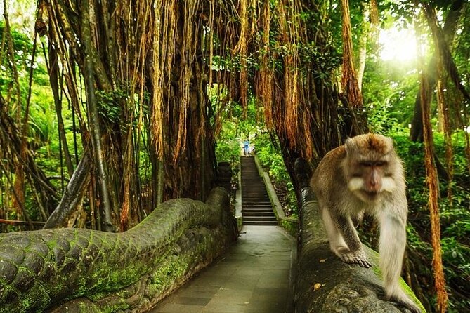 Private Day Tour In Ubud With Jungle Swing All Inclusive - Why a private Ubud day from Seminyak makes sense