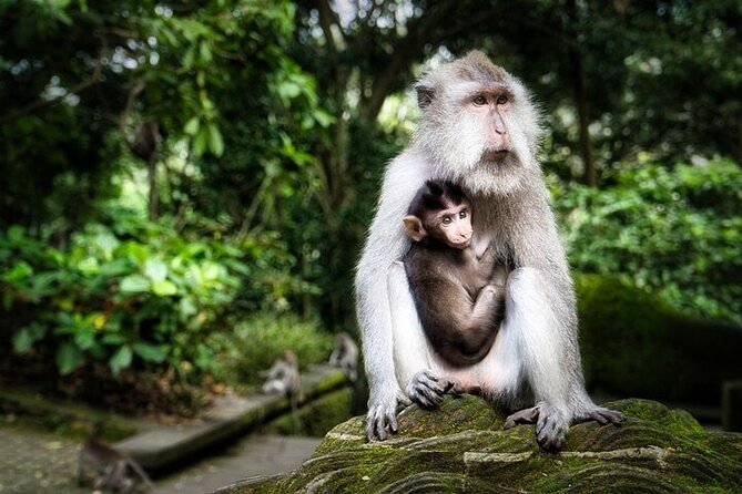 Private Day Tour In Ubud With Jungle Swing All Inclusive - Sacred Monkey Forest Sanctuary: temples plus a lot of macaques