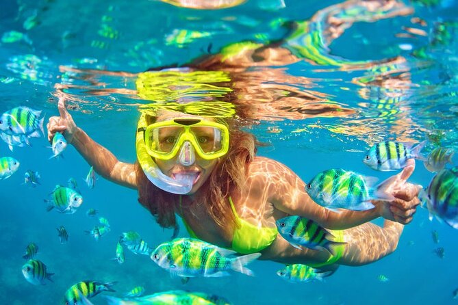 Private Full-Day Lovina Dolphin Watching and Snorkeling Boat Tour - Should you book this private Lovina dolphin tour from Seminyak?