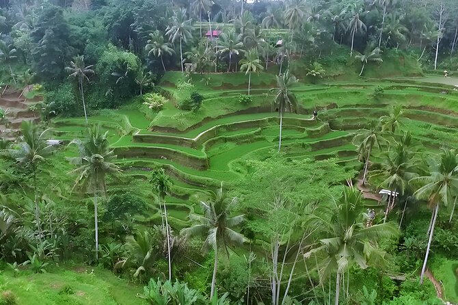 Private Full-Day Tour: Waterfall, Temple, Volcano, Rice Terrace & Monkey Forest - Getting From Stop to Stop: The Private AC Vehicle Advantage