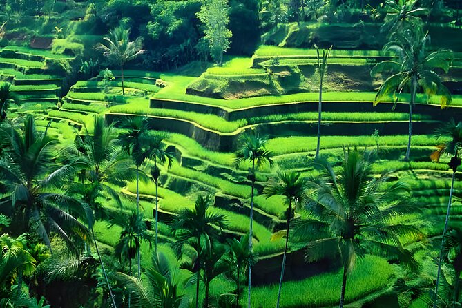 Private Half-Day Tour: The Best Ubud Half Day Trip Packages - Timing, traffic, and weather: the main things that can affect your day