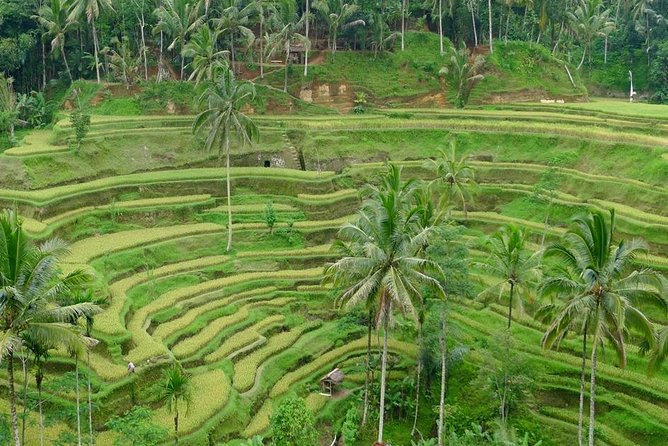 Private Inclusive Tours: 2 Days highlight of Bali - Ubud Palace, Sacred Monkey Forest, and the Art Market you can actually browse