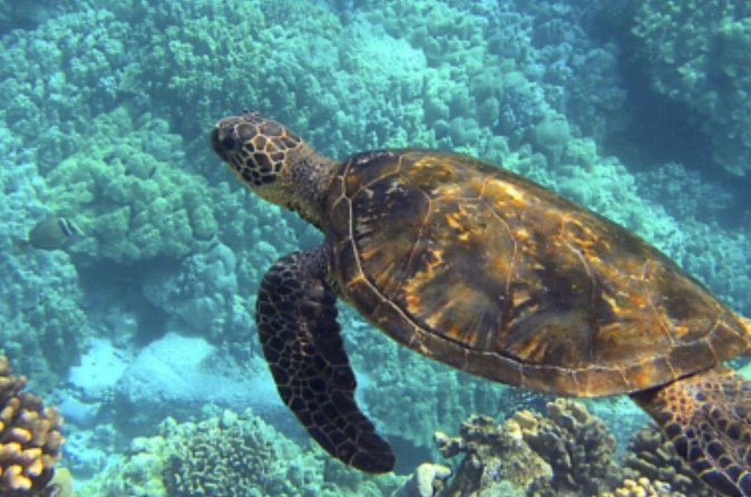 Private Snorkeling from Nusa Penida - Beach Club Lunch, Snacks, and Why the Price Can Make Sense