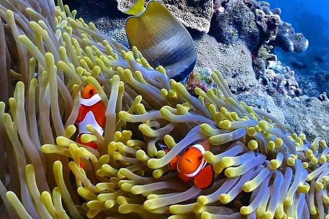 Snorkeling At Blue lagoon And Hidden waterfall - Snorkeling gear and comfort: what’s provided, what you should bring