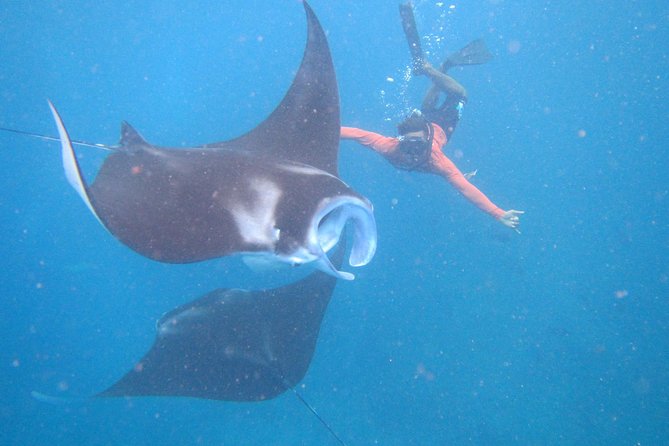 Snorkeling Day Trip To Lembongan and Penida - Key highlights worth caring about