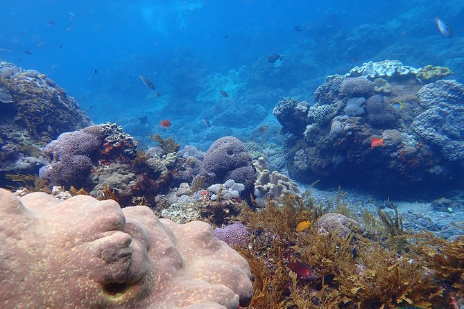 Snorkeling Day Trip To Lembongan and Penida - Food, water, lockers, and the small comforts that make it feel worth it