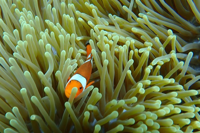 Snorkeling Day Trip To Lembongan and Penida - Practical tips to make your snorkeling and kayak day go smoother