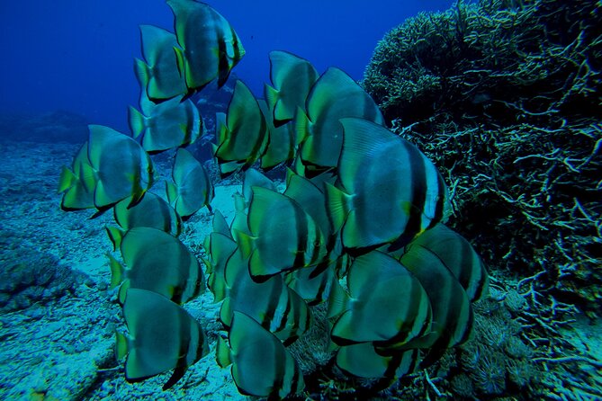 Snorkeling Day Trip to Nusa Lembongan and Nusa Penida - Price and Value: What $42.55 Buys You
