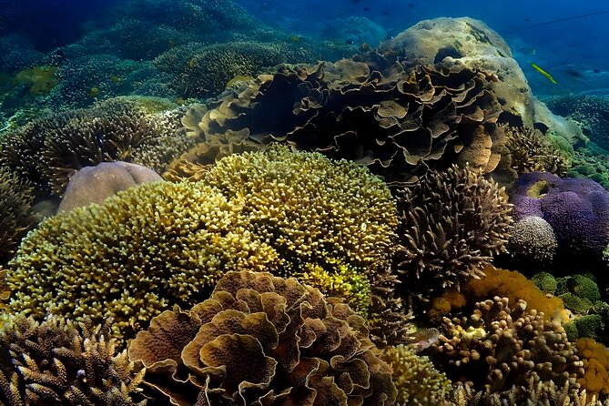 Snorkeling In Nusa Penida Departing From Bali Island - Price and Value: What $104.50 Covers (And Why It Matters)